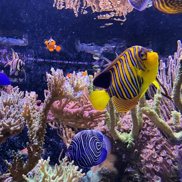 Aquariums Yellow Tang - Picture 5 of 6